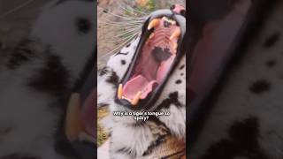 Why Tigers Have Spiky Tongues: The Truth Behind Their Sandpaper Touch #shorts #tigers #truvenor