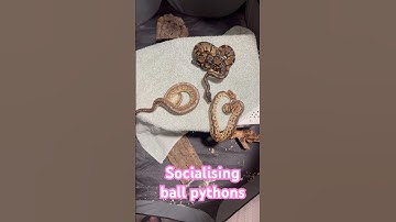 Socialising ball pythons #animals  #reptiles #ballpythonsnake #pets #python #snake