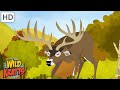 Deer Behavior and Hierarchy Quiz