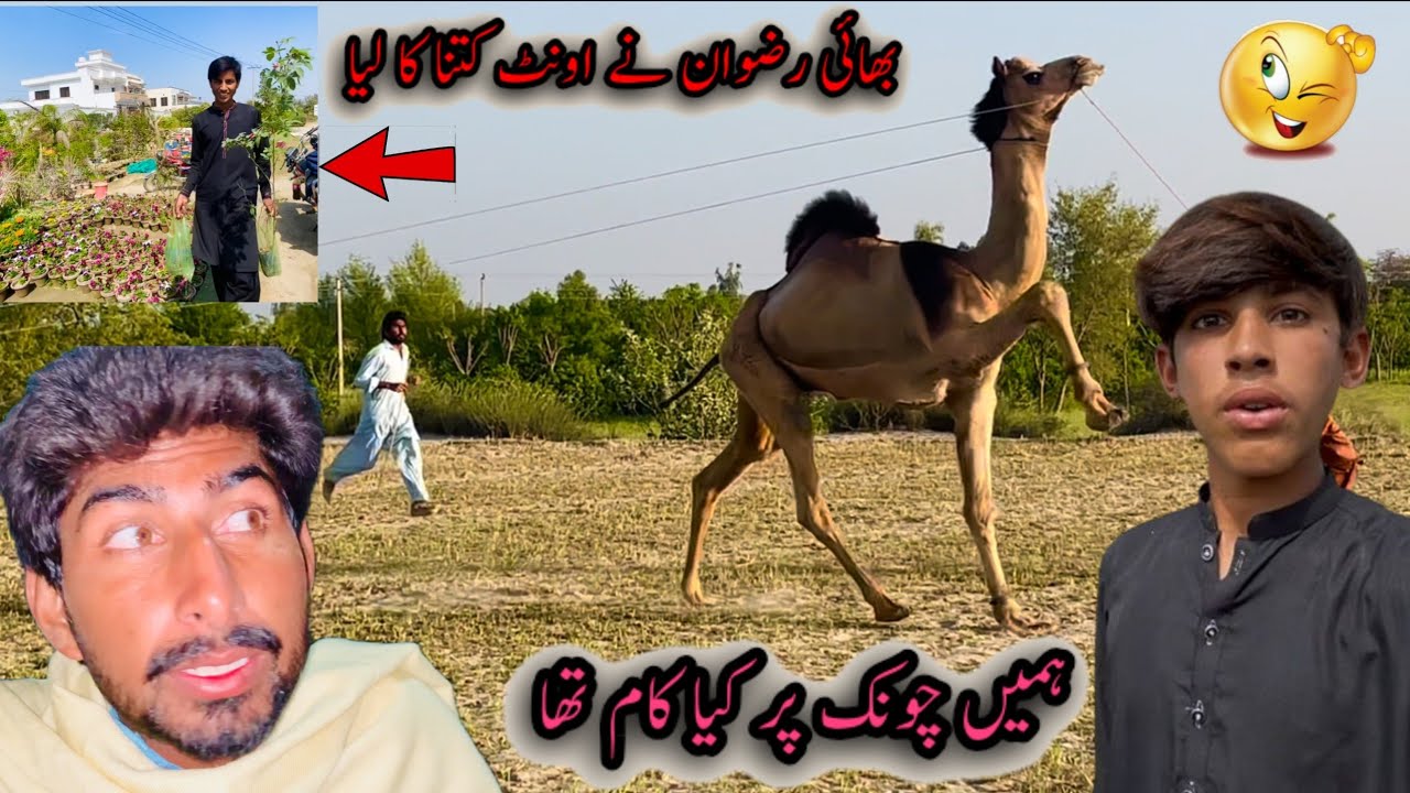 hamen chok per kiya kam tha bhai rizwan nay oont kitne ka liya - YouTube