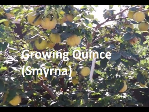 Video: Cultivation Of Quince
