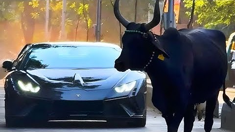 Ultimate "India is not for beginners" compilation Part 4