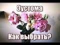 305_Эустома. Как выбрать?