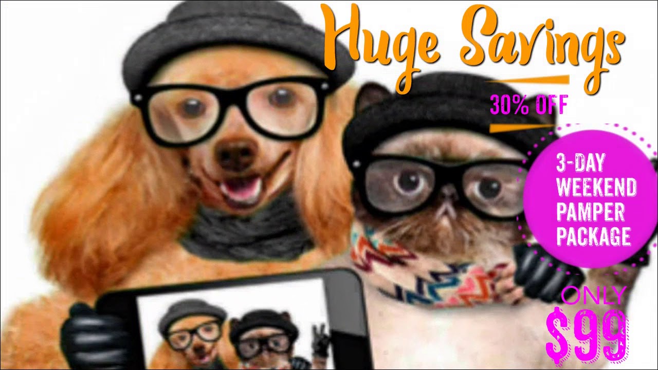 Dog Boarding Kennels Near Me: Pet Pamper Deal On Gold Coast!