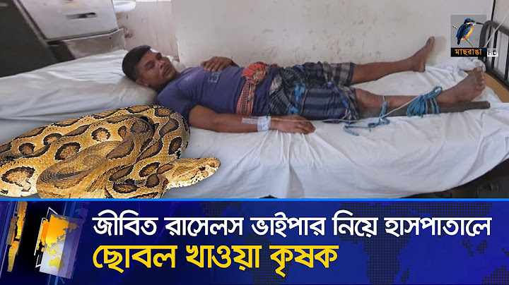 রাসেলস ভাইপার নিয়ে হাসপাতালে কৃষক | Russell's Viper | Snake | Chapainawabganj | Maasranga News