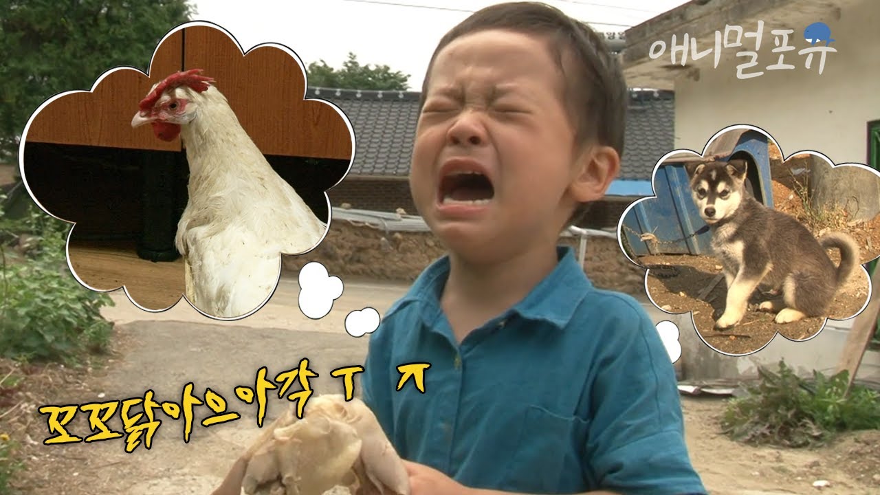 닭이랑 논 뒤, 할아버지께서 삼계탕을 해주셨는데... 닭이 사라졌다?! | KBS 생생정보 150622 방송