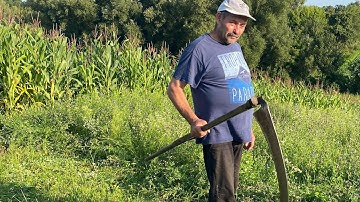Sharpening the Scythe and Mowing the Grass the Old-Fashioned Village Way