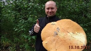 Leccinum!! Gigantic record! MUST SEE !!! Like fromchristmas movie at St. Nicholas' Day. Mushrooms