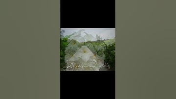 سورة فاطر | #ماهرالمعيقلي #قران_كريم #قران #quran #quran_alkarim