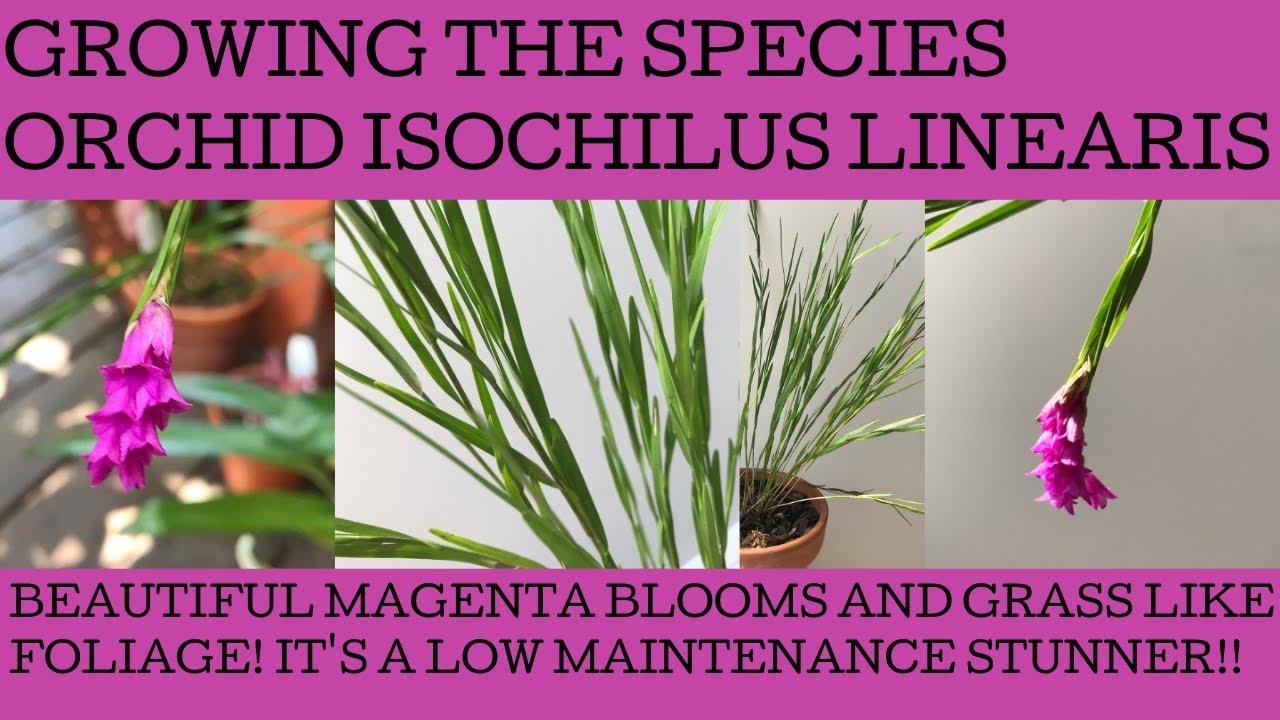 How to grow the species orchid Isochilus linearis; a fabulous cool to warm  growing magenta bloomer. - thptnganamst.edu.vn