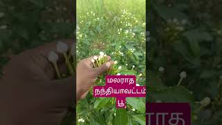 தரமணததறக அதகம யஸ பணணக கடய ஒர ப மலரத