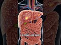Alcohol effects on body #humananatomy #alcoholeffects