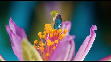 ما تيسر من سورة الأنبياء برواية ورش عن نافع. د. ضياء صبحي