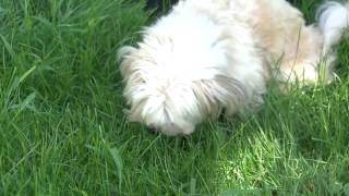 Video: Fall in Love Friday: Pirate, eight-year-old dog
