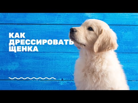 Как дрессировать щенка? | Самые топовые советы | разбираем ошибки (часть 2)