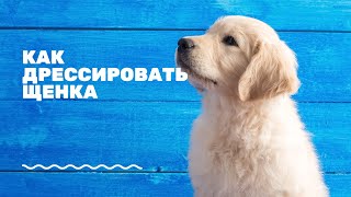 видео: Как дрессировать щенка? | Самые топовые советы | разбираем ошибки (часть 2) картинка: Как дрессировать щенка? | Самые топовые советы | разбираем ошибки (часть 2)
