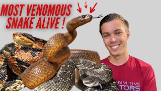VENOMOUS Snake Room TOUR!