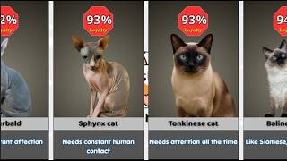 Cats That Would Wait for You Forever 🐱 (Loyalty Ranked)