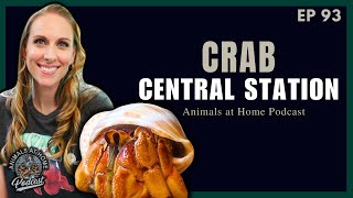 How Hermit Crabs are ABUSED and How to FIX it! | Crab Central Station