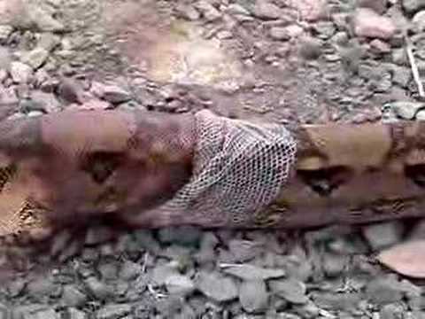 snake shed skin - youtube