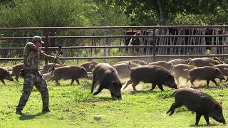 Confront and Defeat Wild Boars with Bows and Arrows - A Battle to Protect Crops!