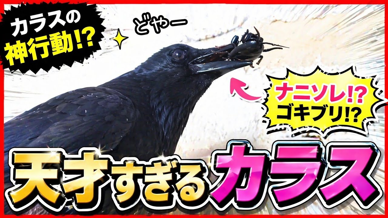 大熊氏作成品　烏の剥製　カラスの剥製 大熊氏作成品 烏の剥製 カラスの剥製 【公式通販】