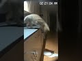 My cat knocked something over 🐱🥛 #catvideos #funnycats #shortvideo