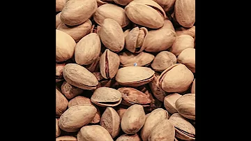 Pistachio Puppet 