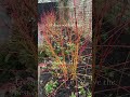 Prune your Dogwoods before leaf growth starts...