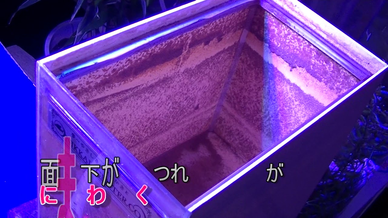 ブラインシュリンプ孵化分離ケースの上手な使い方 商品の紹介 海水魚のパイオニア 日海センター 日海フィッシュコム