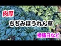 ちぢみほうれん草 栽培 播種日や収穫方法
