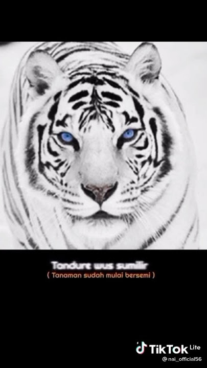 sunan Kalijaga dan macan putih versi lir ilir