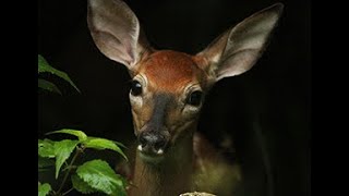 Wild Life (Cover) by The LightWorkers