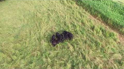 Checking cows with drone