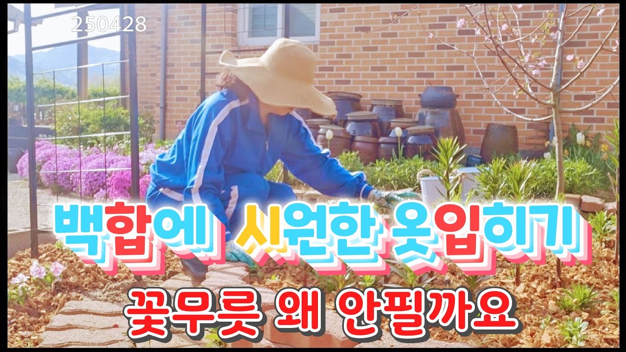 백합옷입히기 꽃무릇 삼년째 안필까요