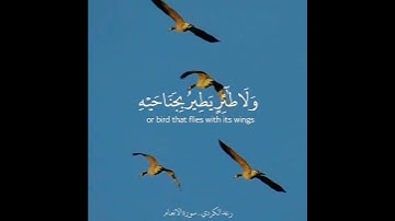 تلاوة رائعة للشيخ رعد الكردي في سورة الأنعام😴