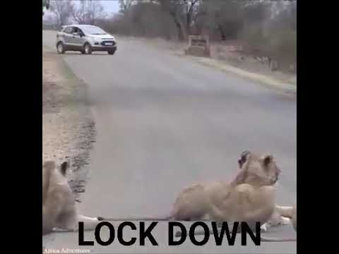 Lockdown timepass