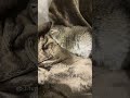 バイバイ #いきちゃん #癒し #リチャードソンジリス #かわいい #小動物 #ぺぎちゃん