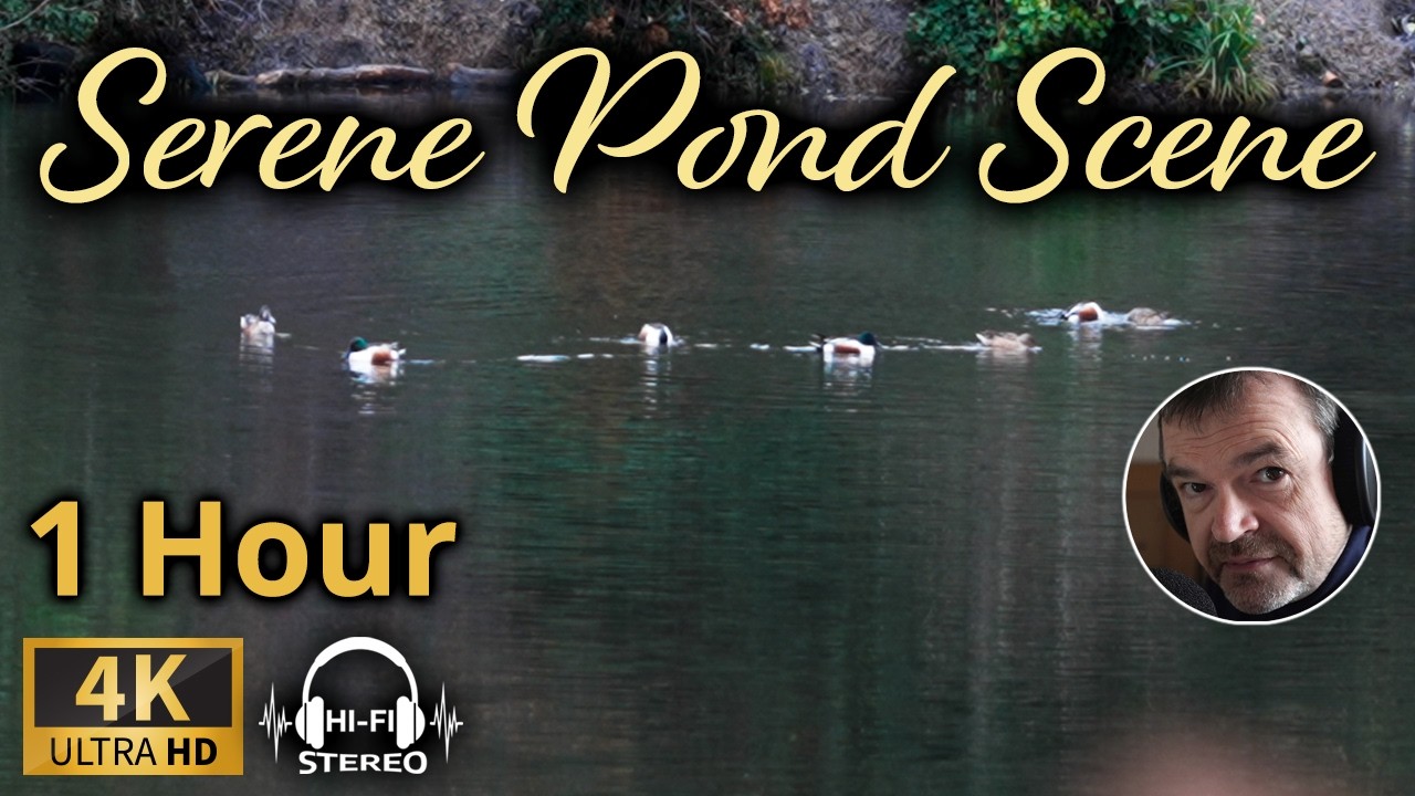 Duck Waving 1 Hour of Relaxing 4K Ducks Swimming on a Pond with Park Birds audio ...