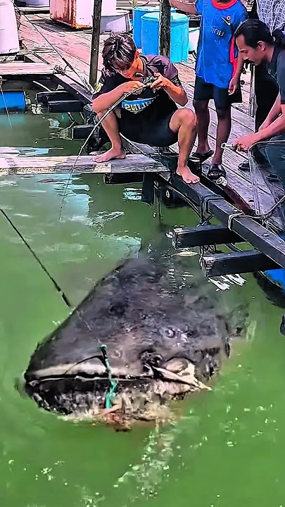 Mancing santai di atas bagan, strike ikan lele babon. #fishing #bigfish #shorts