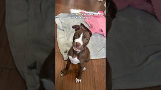 Oh, Glitter What A Resilient Young Lady She Is, Having Endured So Much Already At Just 6-Months Old