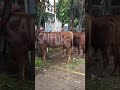 bubba #youtubeshorts #shorts #viral #trending #shortvideo #viralvideo #short #ytshorts #funny #fyp