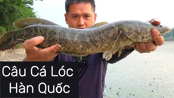 Câu Cá Lóc Ở Hàn Quốc 07/09/2024