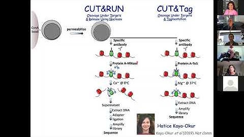 Genome-wide Mapping of Protein-DNA Interaction Dynamics