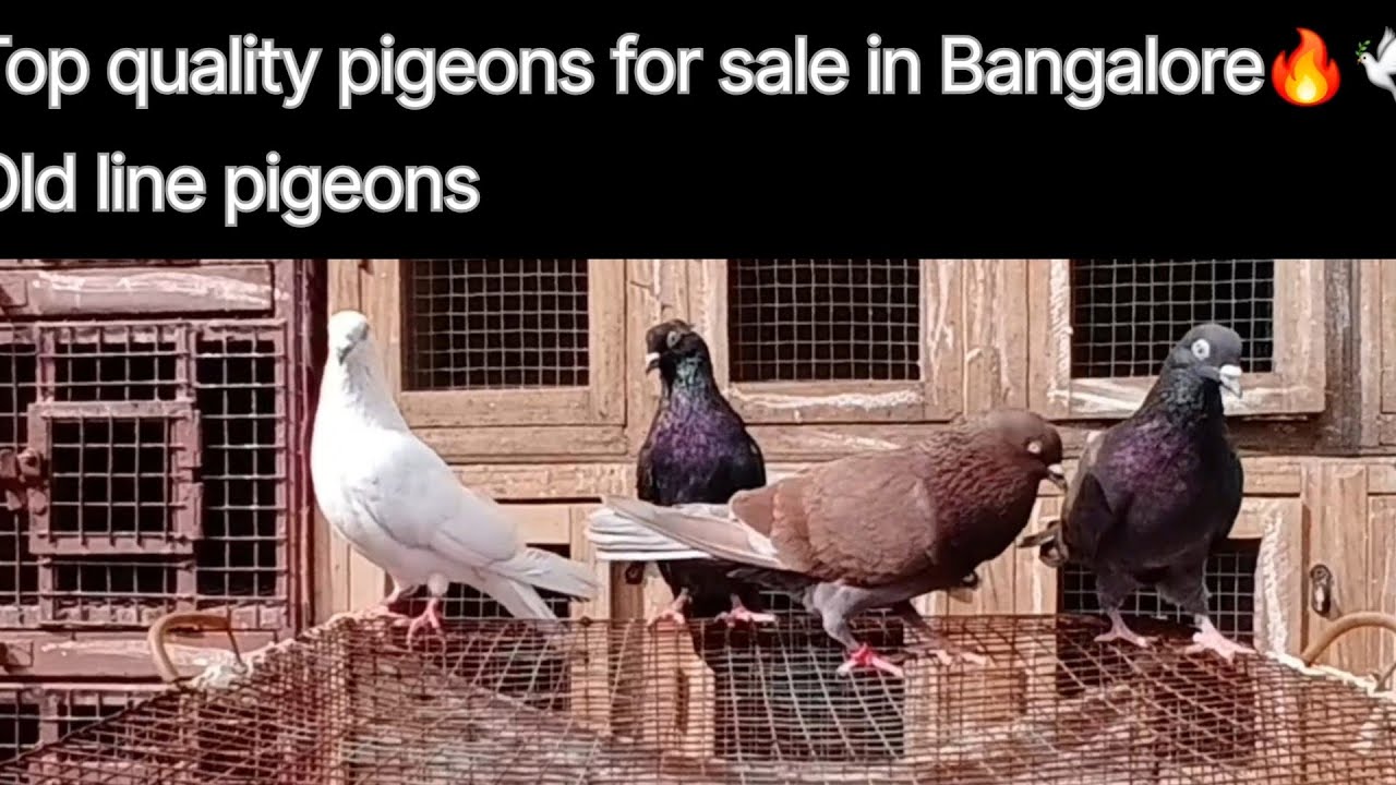 Top and old line quality pigeons for sale 🔥🕊️👉 [Contact : 8951011790] | QSS Pigeons Bangalore🕊