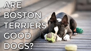 Are Boston Terriers Good Dogs? Boston Terriers 101