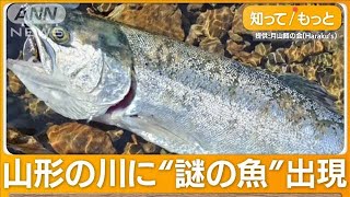 “謎の魚”相次いで釣りあげられる　自然界にいないはずが…幼魚約1000匹を勝手に放流【グッドモーニング】(2024年4月11日)