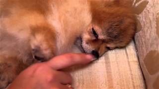 Слайд шоу, Мои шпицы!(, 2015-10-15T14:18:49.000Z)