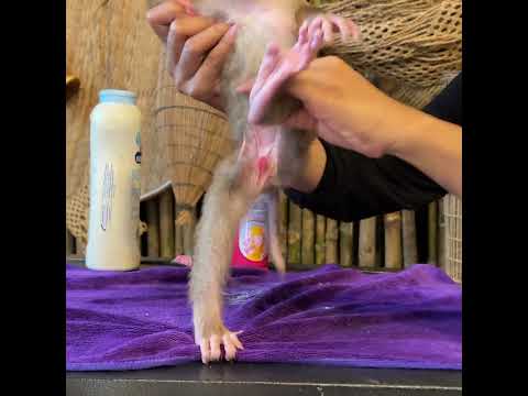 Monkey Baby Bon Bon eats jelly in the pool with duckling and goes to the farm with puppy