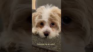 Give this video a title #cute #puppy #shorts #havanese #funny #shorts